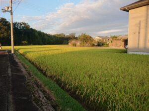 加東市田んぼの風景