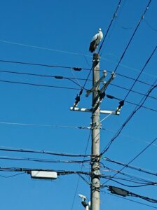 コウノトリ