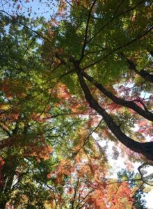 もみじ山