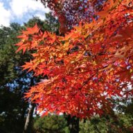 もみじ山　～宍粟市～